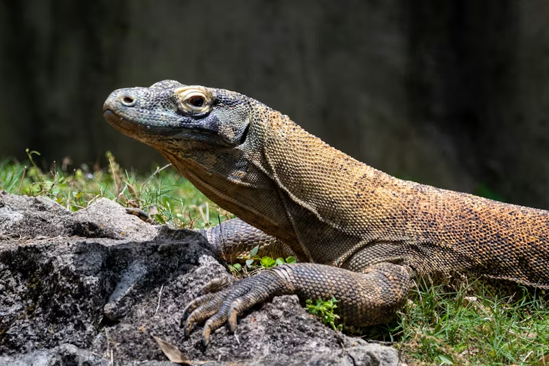 Monitor Lizard